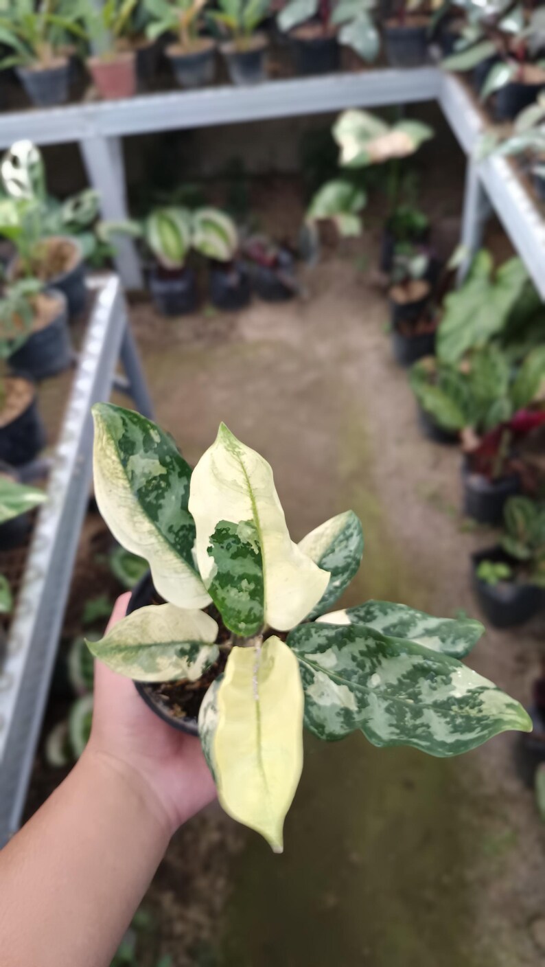 Real Picture Aglaonema Commutatum Variegated - Etsy