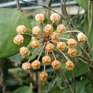 Op de afbeelding: Close-up van een cluster van kleine, stervormige, lichtoranje bloemen. De bloemen zijn gerangschikt in een bolvorm, uitstralend vanuit een centraal punt. Een groot, groen, ovaalvormig blad is zichtbaar op de achtergrond, met andere groene bladeren.