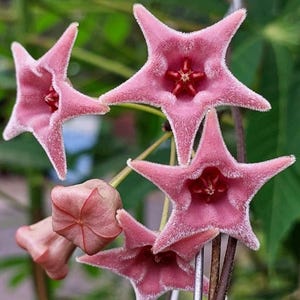 Hoya piestolepis - Etsy 日本