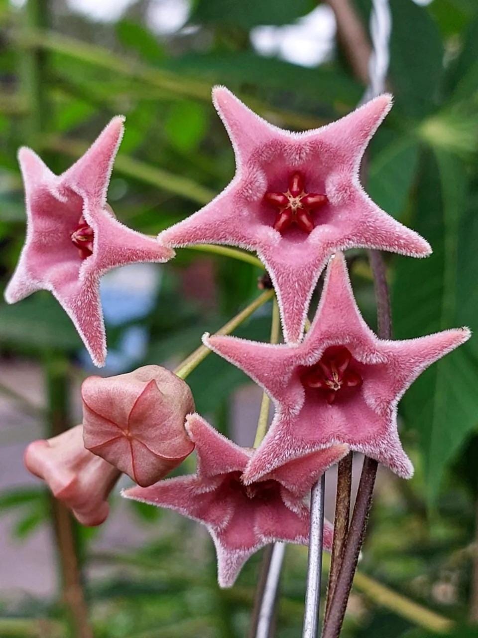 その他観葉植物 HOYA piestolepis Hoya piestolepis | Steve's Leaves Apocynaceae Exotic Plants