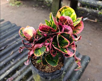 Codiaeum Variegatum Croton Apple Rosemary