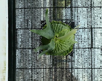 Platycerium Horn's Darwin