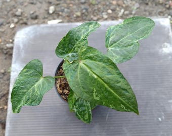 Real Picture Anthurium Forgetii x Papillilaminum Variegated Mutation Rare Plant
