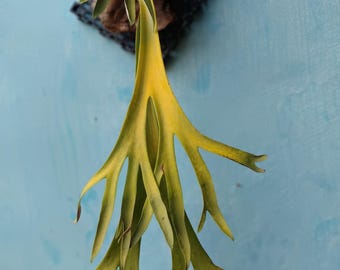 Echt Bild Platycerium Willinckii Nemoe Golden Fingers Reifen Größe