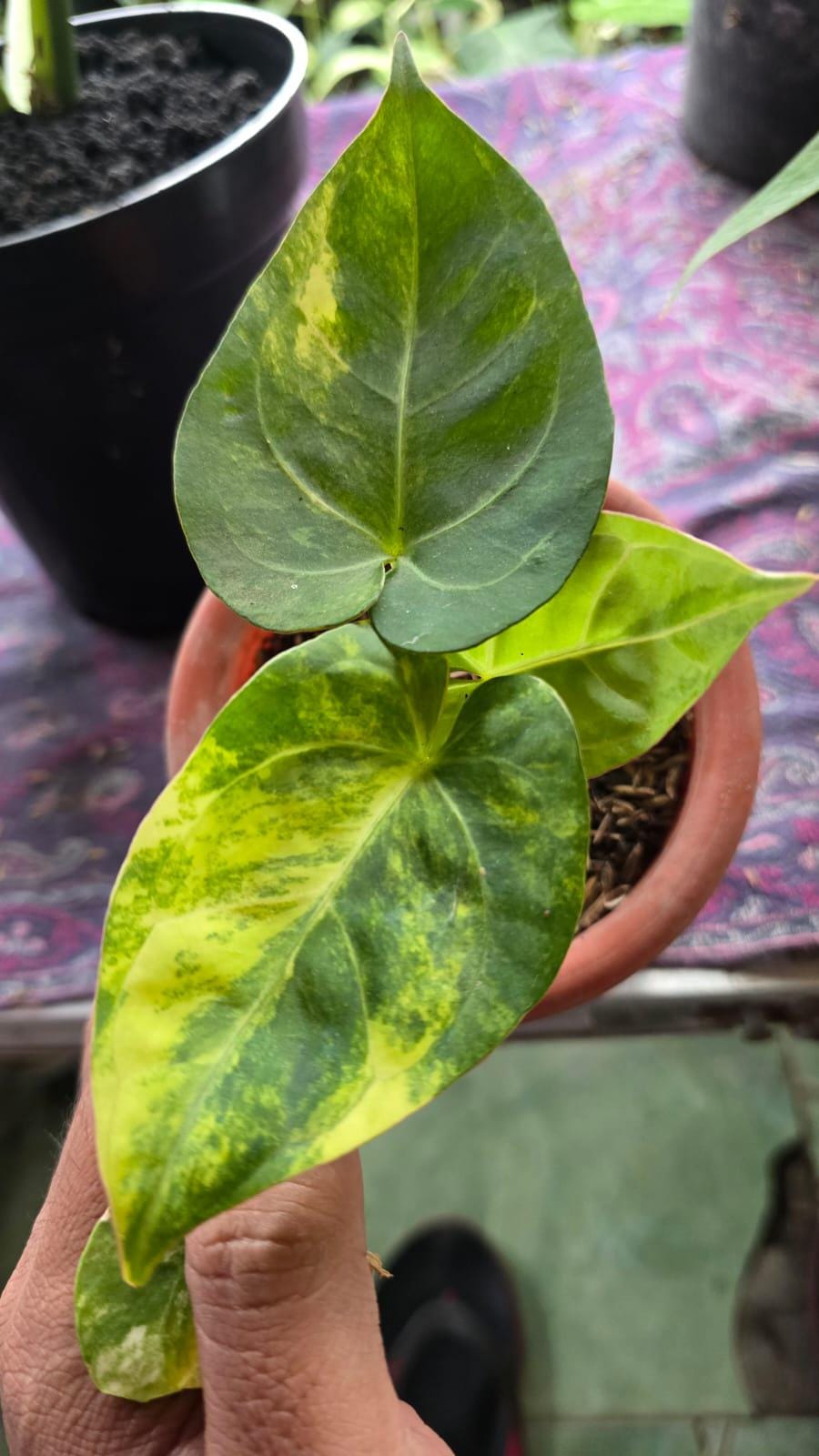 アンスリウム ドレスレリ x ホフマニー Anthurium dressleri - Etsy 日本