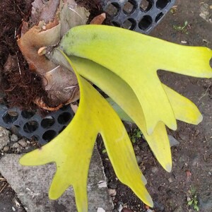 US Seller Platycerium Willinckii Golden Boy Sporeling - Etsy