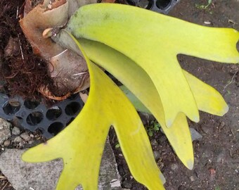 US Seller Platycerium Willinckii Golden Boy Sporeling - Etsy