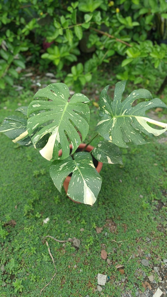 Real Picture Monstera Creme Brulee Variegated 6 Leaves Medium Size