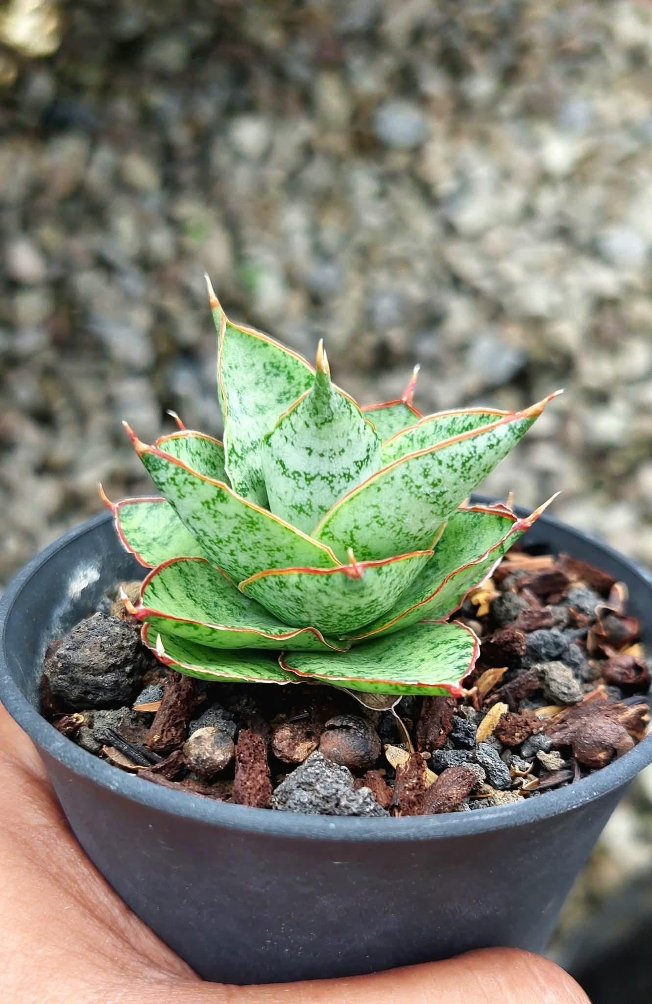 Hybrid sansevieria - Etsy 日本