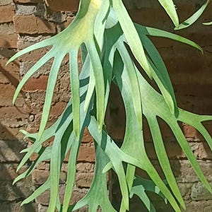 Op de afbeelding: Een hertshoornvaren met grote, groene, gewei-achtige bladeren. De plant is gemonteerd op een houten plaat tegen een verweerde bakstenen muur. De bladeren van de varen hebben een unieke, vertakte vorm.