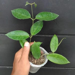 Hoya piestolepis - Etsy 日本