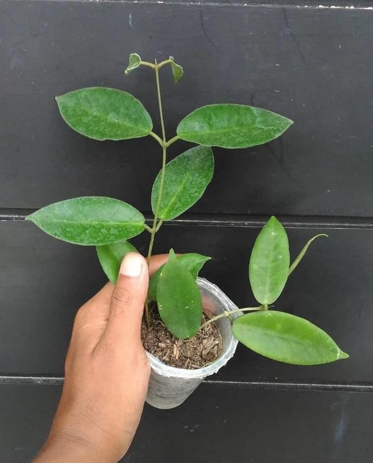 その他観葉植物 HOYA piestolepis Hoya piestolepis - Etsy 日本