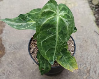 Real Picture Anthurium Magnificum Verde Variegated Mutation Size Small Rare Plant