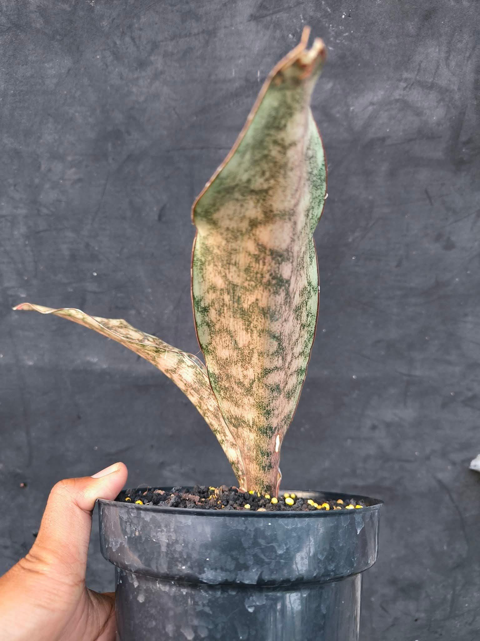 Sansevieria Sp Mecufi Mozambique Medium Size Rare Snake Plant - Etsy