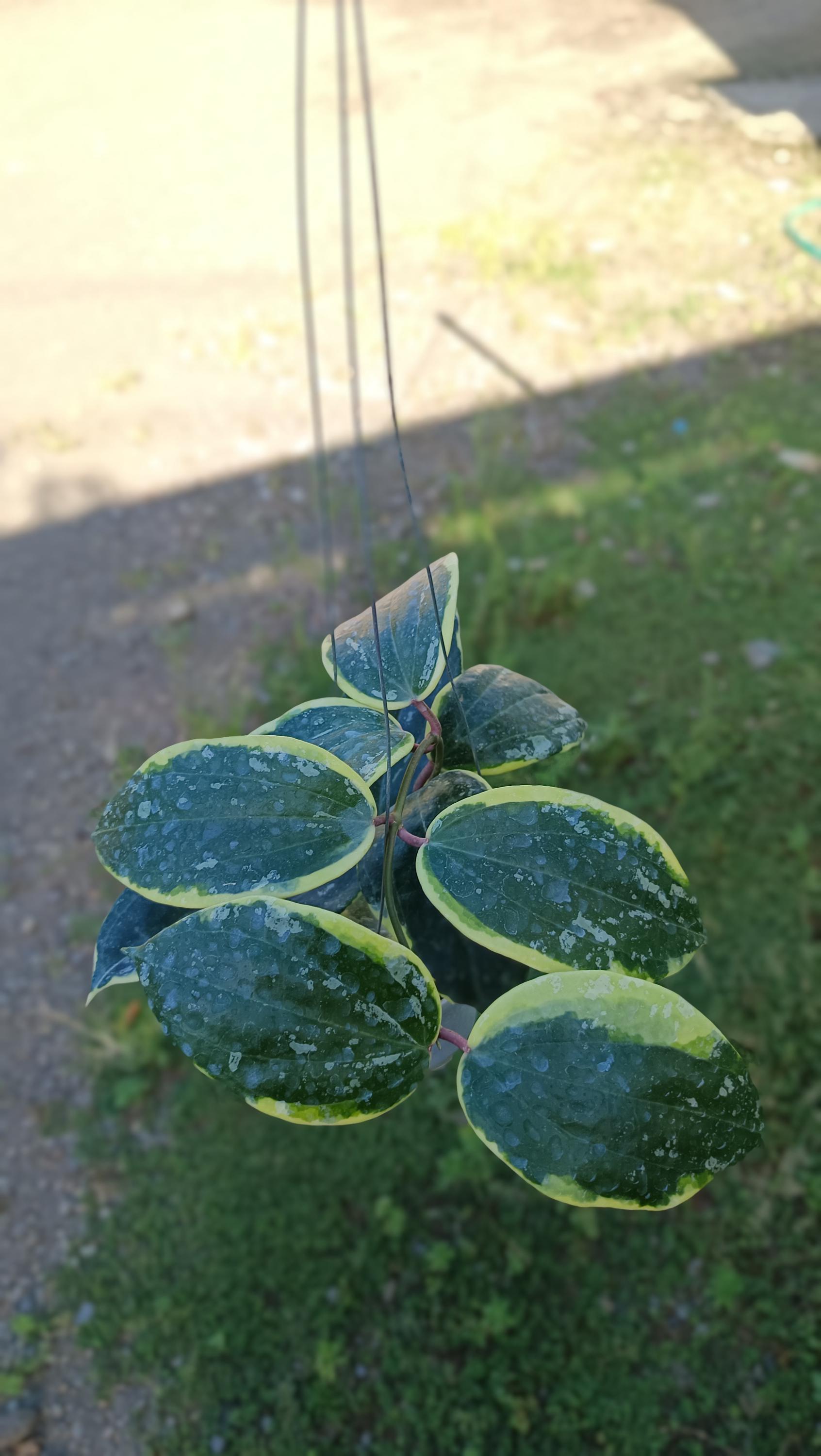 Hoya Latifolia Albomarginata - Etsy