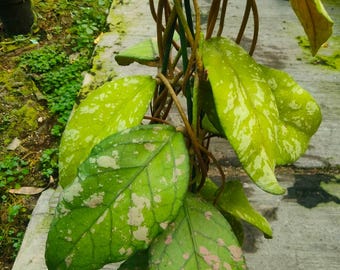 Hoya Sp Aceh verschütteter Reisspritzer „Bur Perlak“