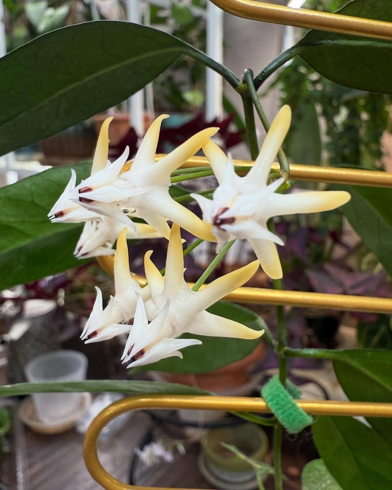 Hoya Multiflora Mini Splash - Etsy
