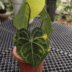 Echte Bild Anthurium Königin Clarinervium variiert 3 Blätter seltene Pflanze