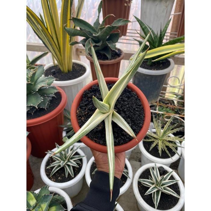 Sansevieria Royal Crown White Variegated Rare Snake Plant - Etsy