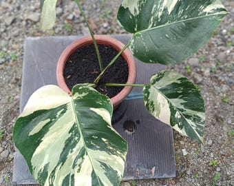 Real Picture Monstera Jungle Mint Variegated 4 Leaves Medium Size