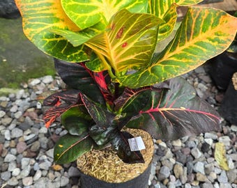 Codiaeum Variegatum Croton Hapsari Real Pict