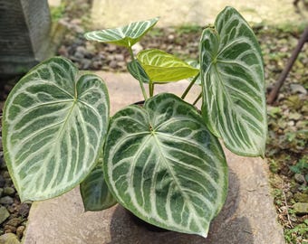 Anthurium dorayaki silver x Magnificum Starter Plant (ALL STARTER
