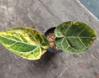 Echtes Foto Anthurium Crystallinum Aurea Variegated 2 Blätter