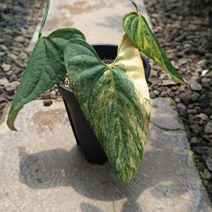 Op de afbeelding: Een potplant met grote, bonte bladeren in groen- en crèmetinten. De plant staat in een zwarte plastic pot, geplaatst op een betonnen oppervlak. De bladeren hebben een uniek patroon, wat de plant visueel aantrekkelijk maakt.