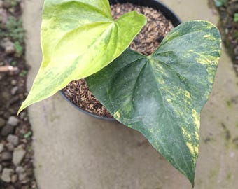 Real Picture Anthurium Pterodactyl Variegated 2 Leaves