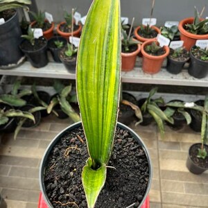 Sansevieria Sinus Simiorum - Etsy