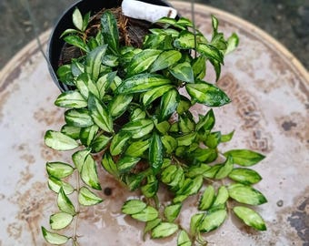 Hoya Lacunosa Bruno Tricolor Üppig Echt Pict