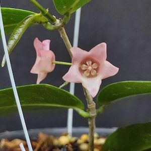 Hoya Papuana - Etsy