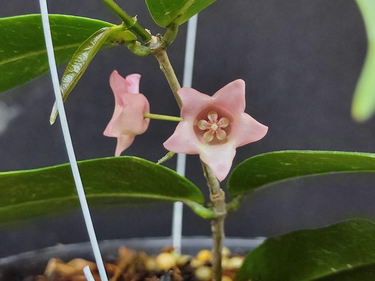 0458 Hoya papuana ホヤ パプアナ パプアニューギニア産 0458 Hoya