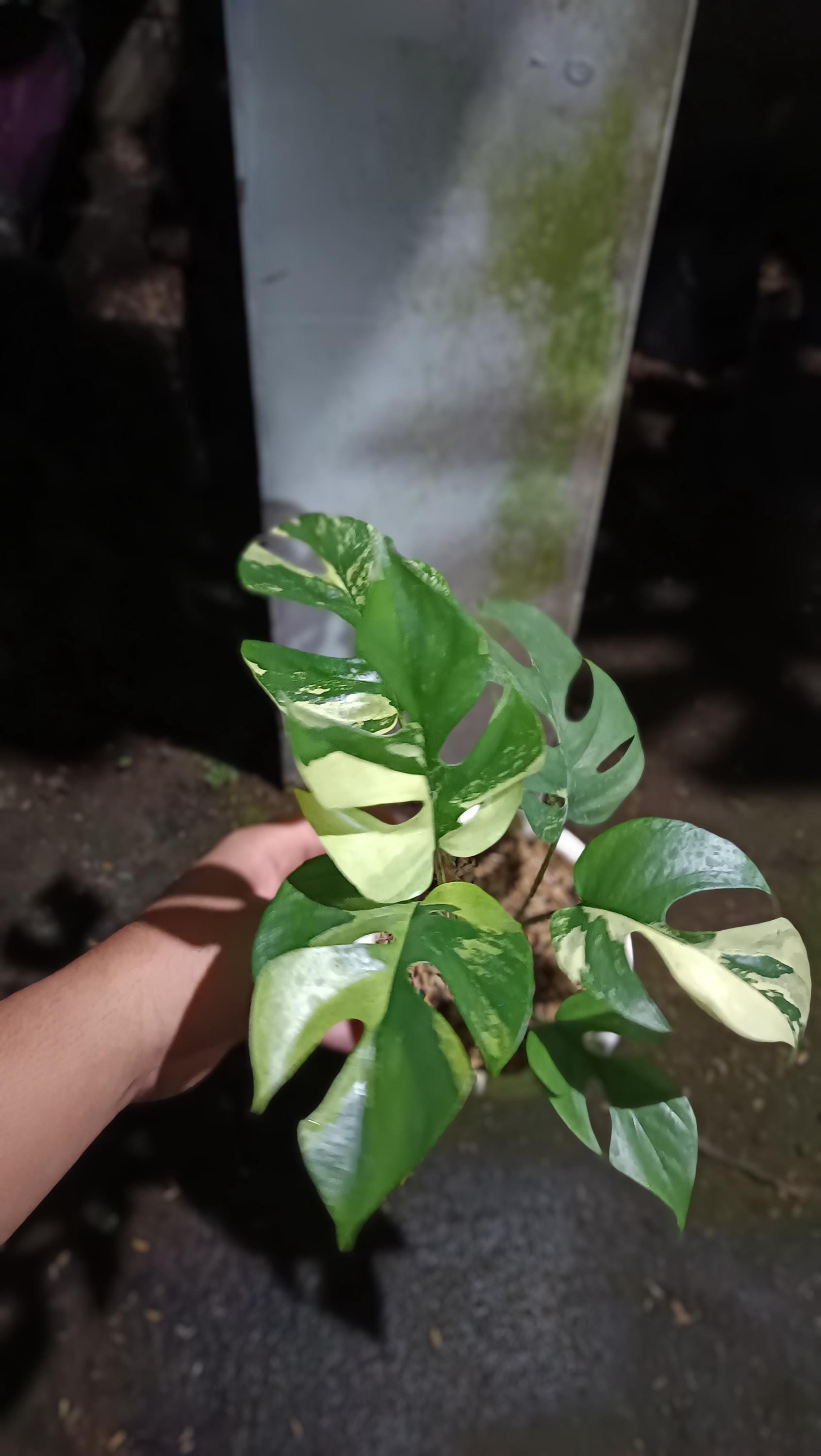 Variegated rhaphidophora - Etsy 日本