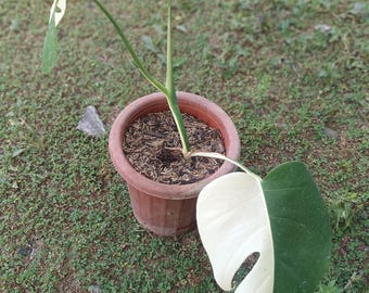 Echte Pict Monstera Albo Halbmond mit 2 Blättern