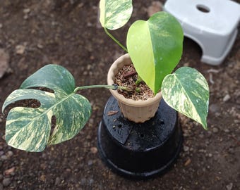 Monstera Marmorata Aurea Tricolor variiert 4 Blätter Echtbild