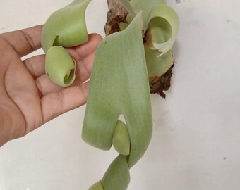 Echte Pict Platycerium Willinckii Curly Roll Mutation