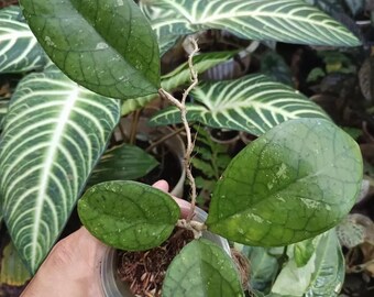 Hoya Sp Sekayun DD00357