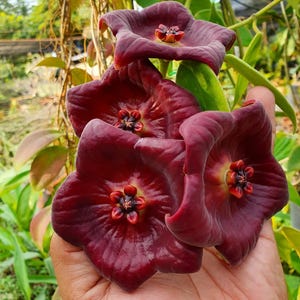 Sansevieria Sp Mecufi Mozambique Medium Size Rare Snake Plant - Etsy