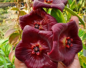Hoya Gigas