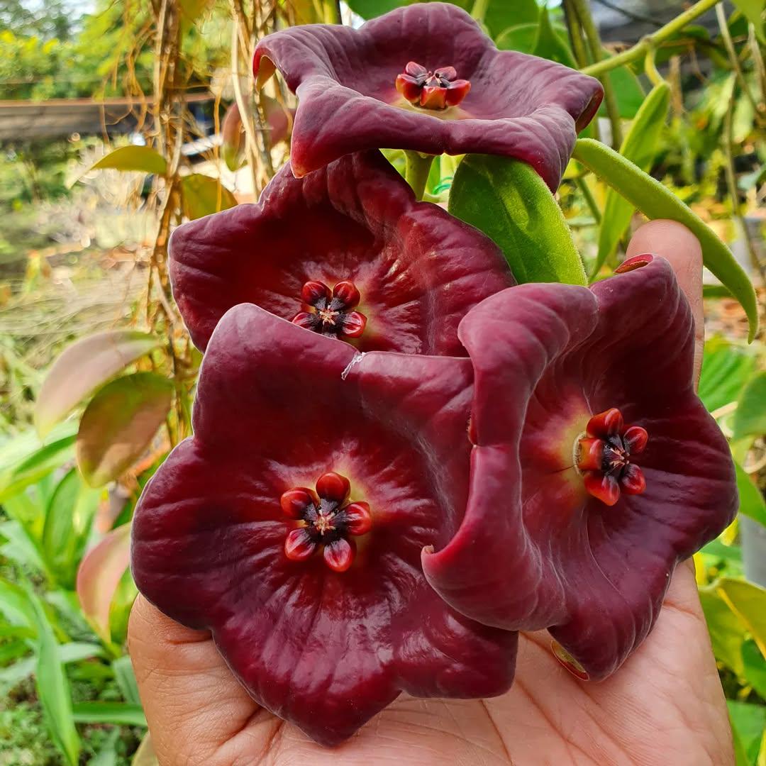 Hoya caudata gold - Etsy 日本