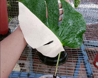 Monstera Albo Multicolor Halbmond Einblatt