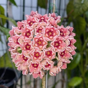 Meliflua hoya - Etsy 日本