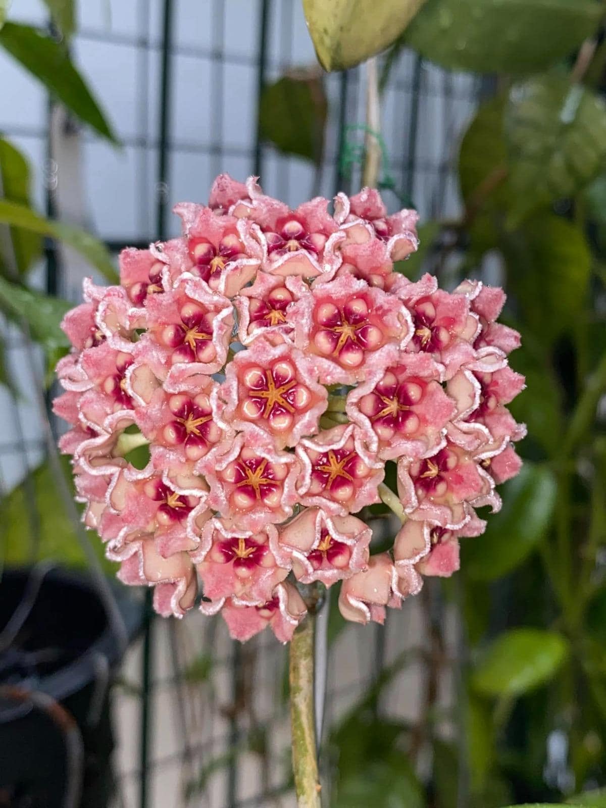 Meliflua hoya - Etsy 日本