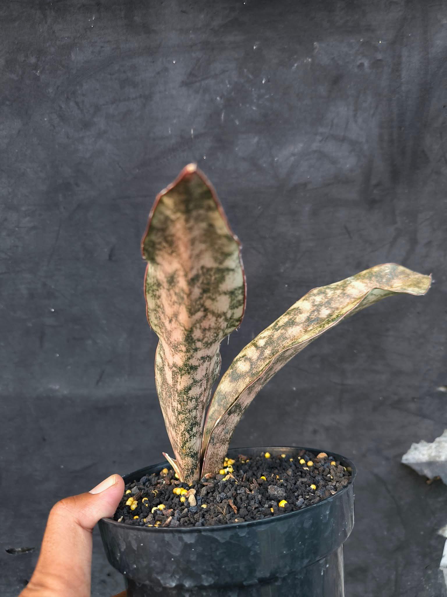 Sansevieria Sp Mecufi Mozambique Medium Size Rare Snake Plant - Etsy