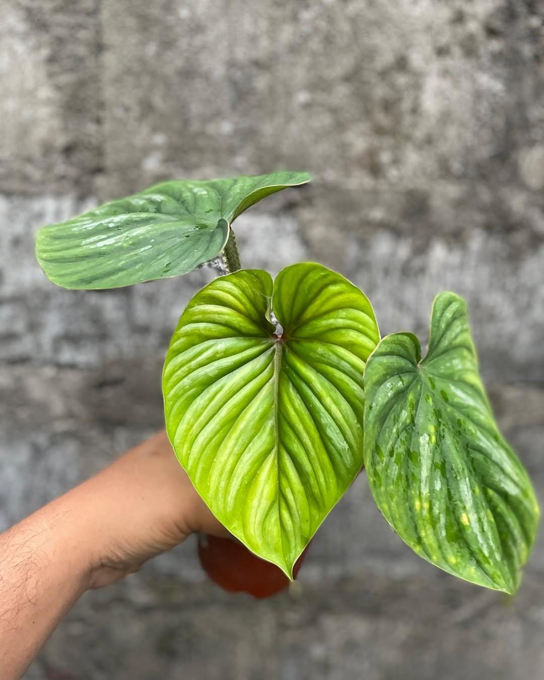 Philodendron Plowmanii Black Face - Etsy
