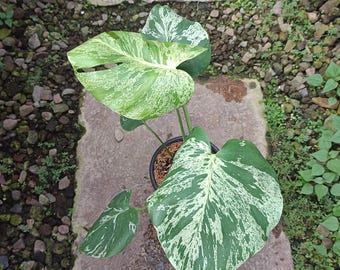 Echtes Foto Monstera Bulbasaur Variegated Mittelgroß