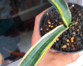 Sansevieria Blue Bat, planta serpiente abigarrada y rara
