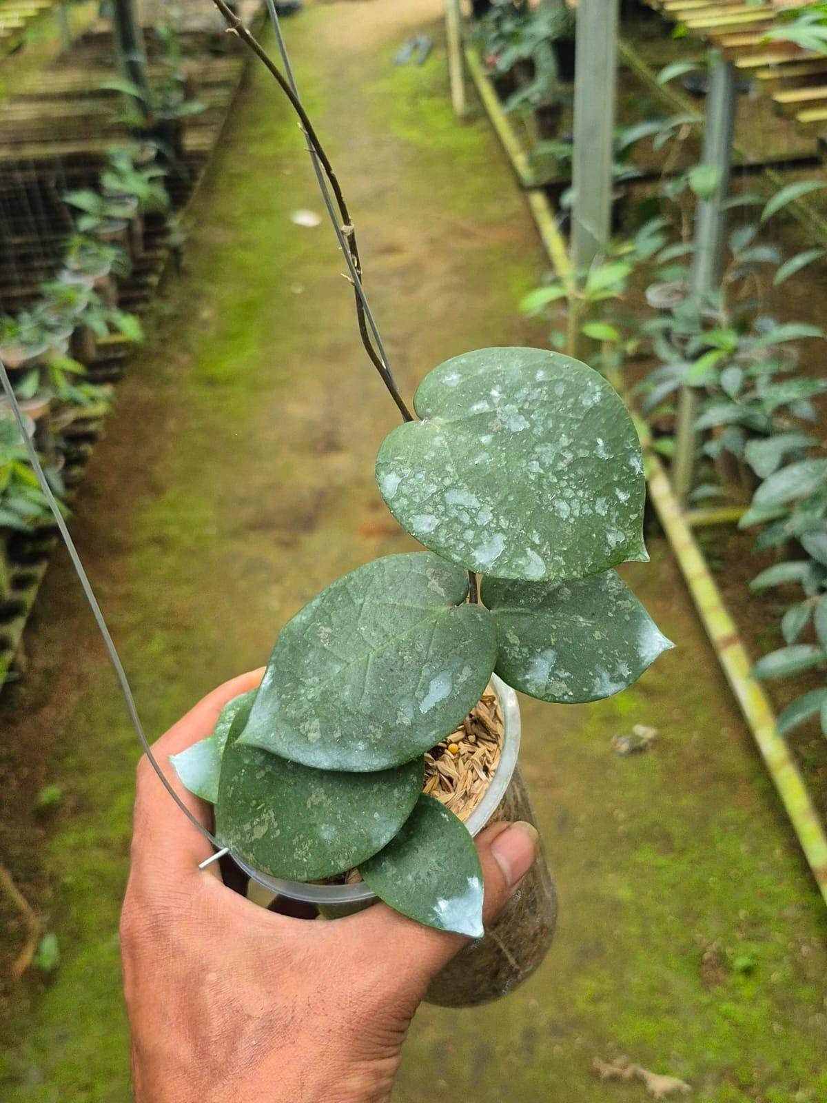 Hoya verticillata - Etsy 日本