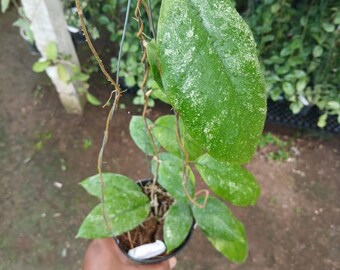 Hoya Sp Hantayung "Ranauensis Variant " Big Size Real Pict